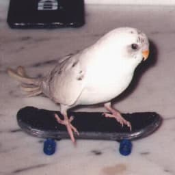 guregu picture